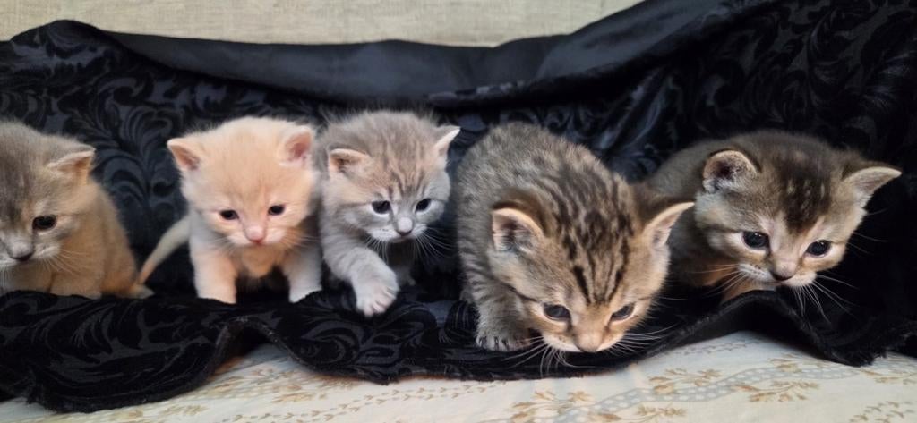 2 kittens beschikbaar – unieke mix Bengaal/Brits, Dieren en Toebehoren, Katten en Kittens | Raskatten | Korthaar, Geslacht onbekend