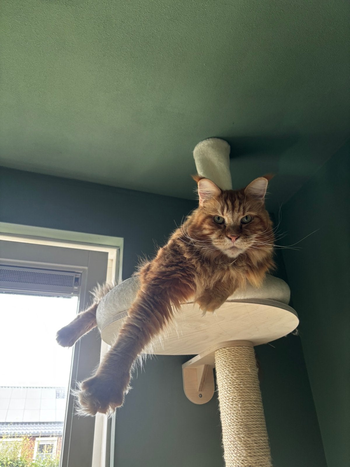 Kattenoppas, Ophalen of Verzenden, Zo goed als nieuw