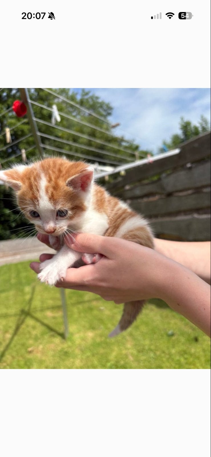 Kitten, Dieren en Toebehoren, Katten en Kittens | Overige Katten, Poes