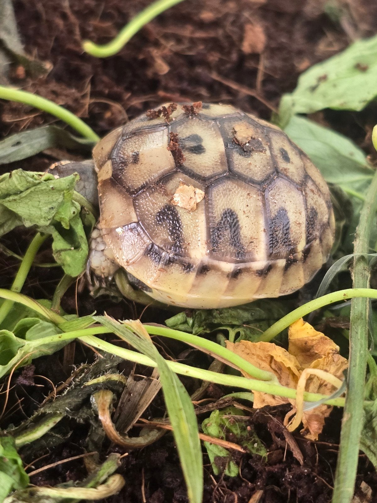 Nakweek Griekse landschildpadden Tortoise photo 5