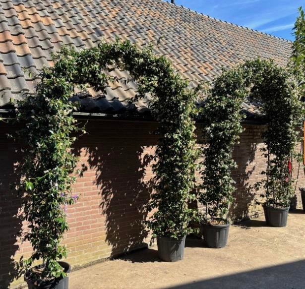 Toscaanse jasmijn boog 160 breed x225 cm hoog, Ophalen of Verzenden, Volle zon, Overige soorten, 100 tot 250 cm