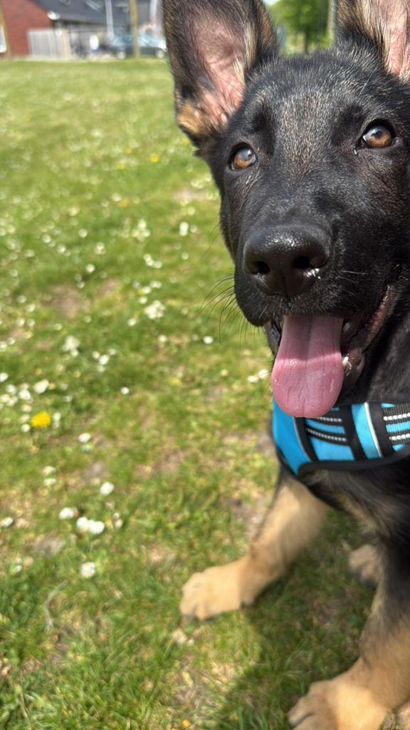 Duitse herder pup 20 weken reutje, Dieren en Toebehoren, 15 weken tot 1 jaar, Reu, Eén hond, Herder