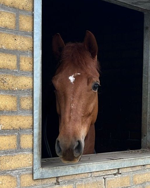 7 jarige merrie op zoek naar Friend For Life, Merrie, Met stamboom, M, 7 tot 10 jaar