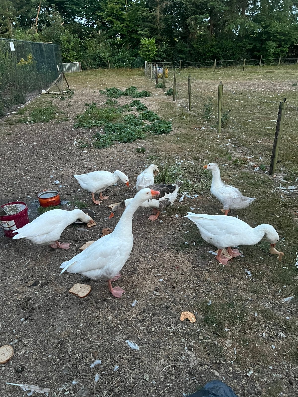 Ganzen, Dieren en Toebehoren, Pluimvee, Meerdere dieren, Gans of Zwaan