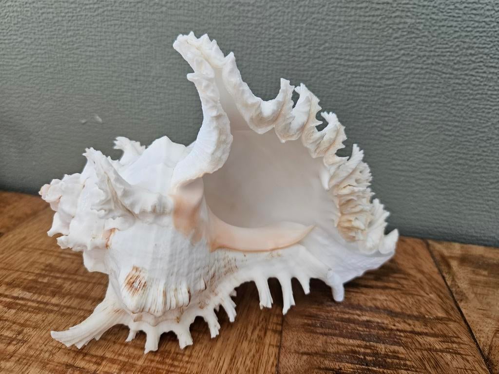 Schelp 18cm bij 10cm hoog, Ophalen of Verzenden