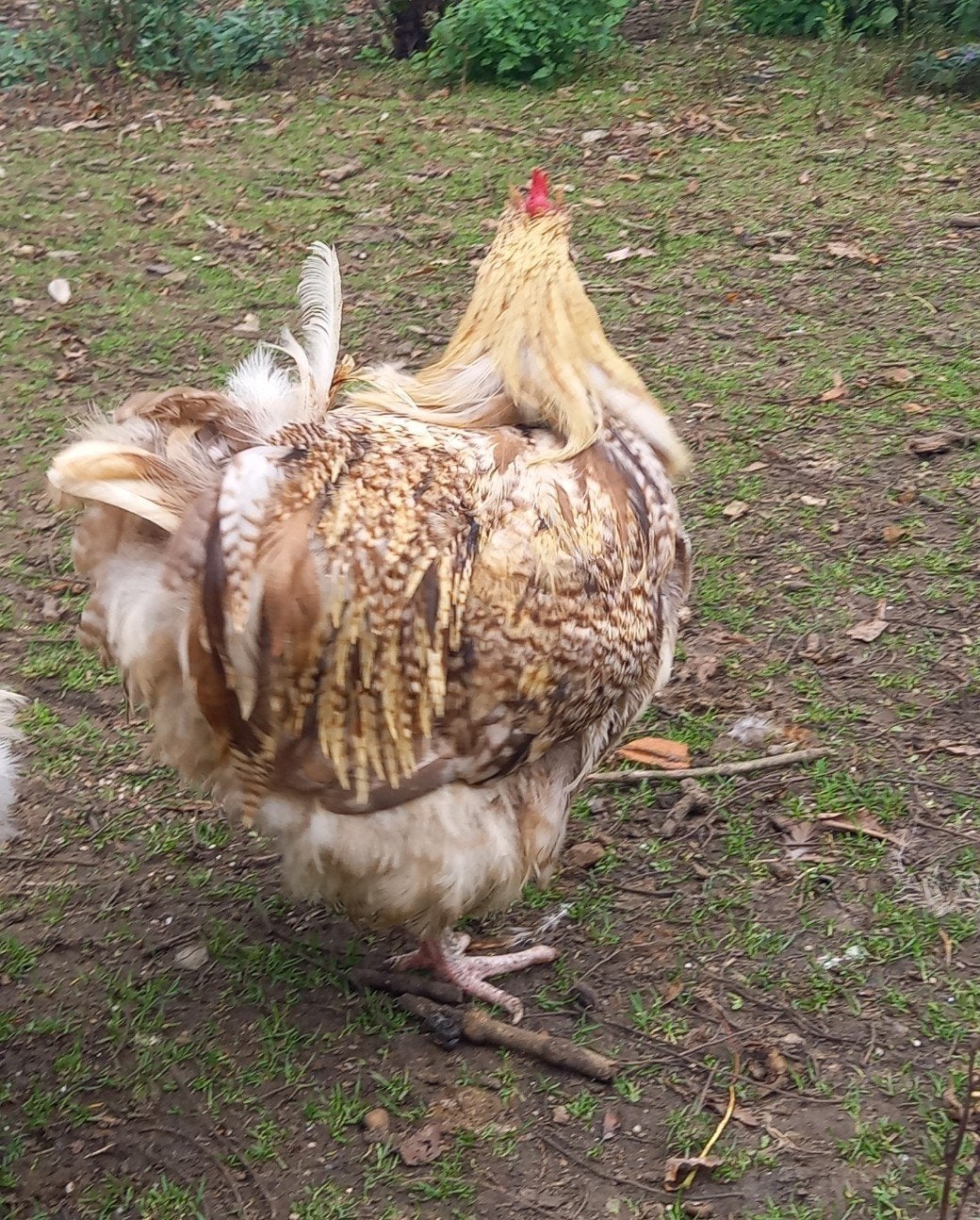 te koop koekkoek haan orpington groot, Dieren en Toebehoren, Mannelijk, Kip