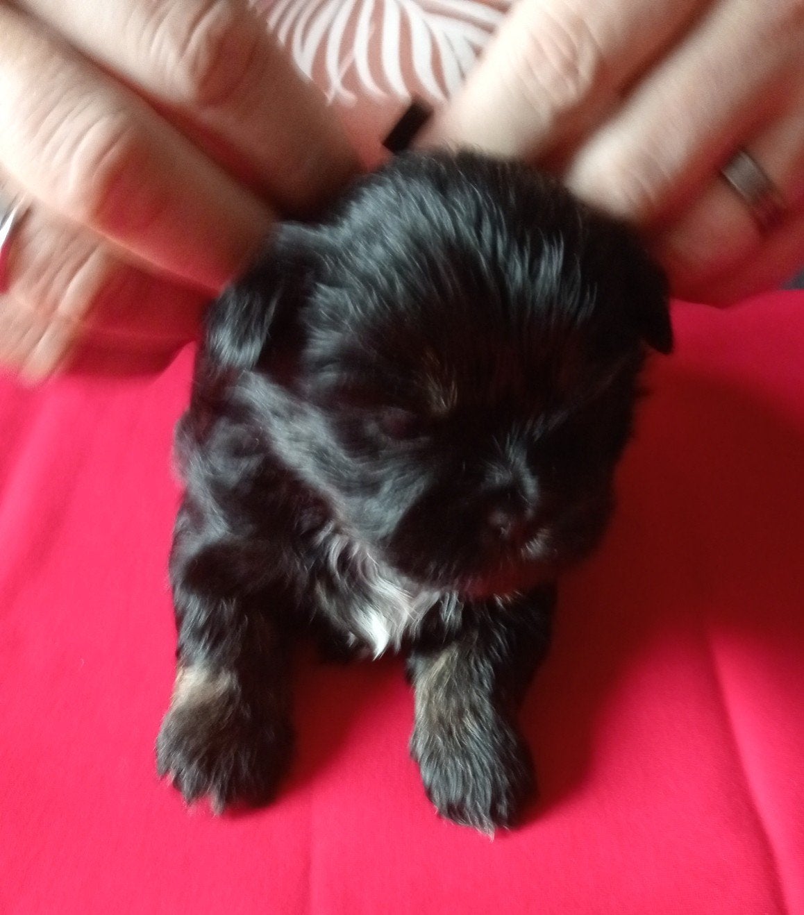 boomer  Maltezer/ shirt tzu, Overige rassen, 8 tot 15 weken, Meerdere, Meerdere dieren