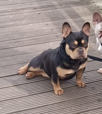 Te Koop franse bulldog Isabelle, 1 tot 2 jaar, Eén hond, Nederland, Particulier