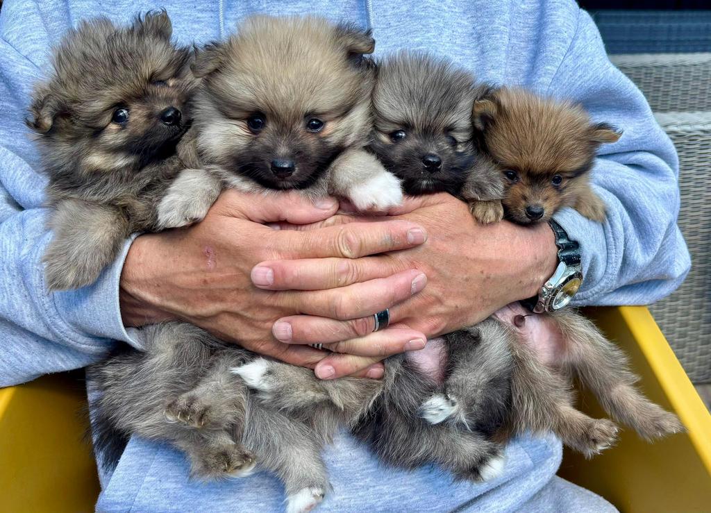 Prachtige Pomeriaan pups ️, Dieren en Toebehoren, Honden | Chihuahua's en Gezelschapshonden, Overige rassen, 8 tot 15 weken, Parvo