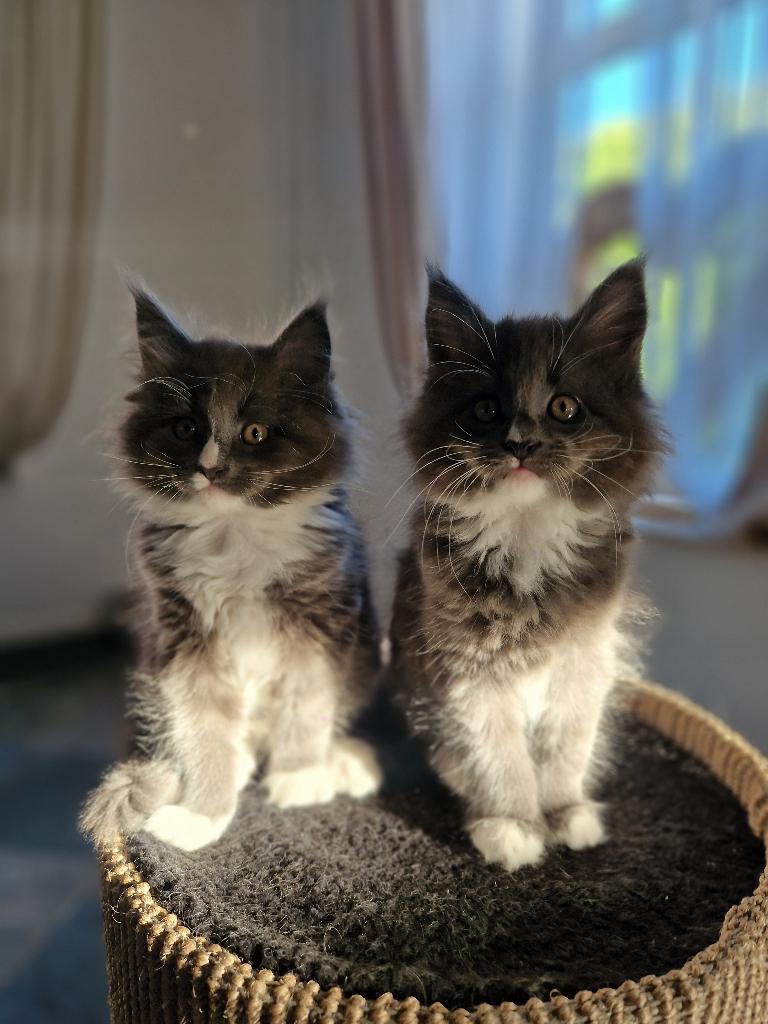 Nog 2 lieve MainCoon poesjes beschikbaar, Dieren en Toebehoren, Katten en Kittens | Raskatten | Langhaar, Poes, 0 tot 2 jaar, Gechipt