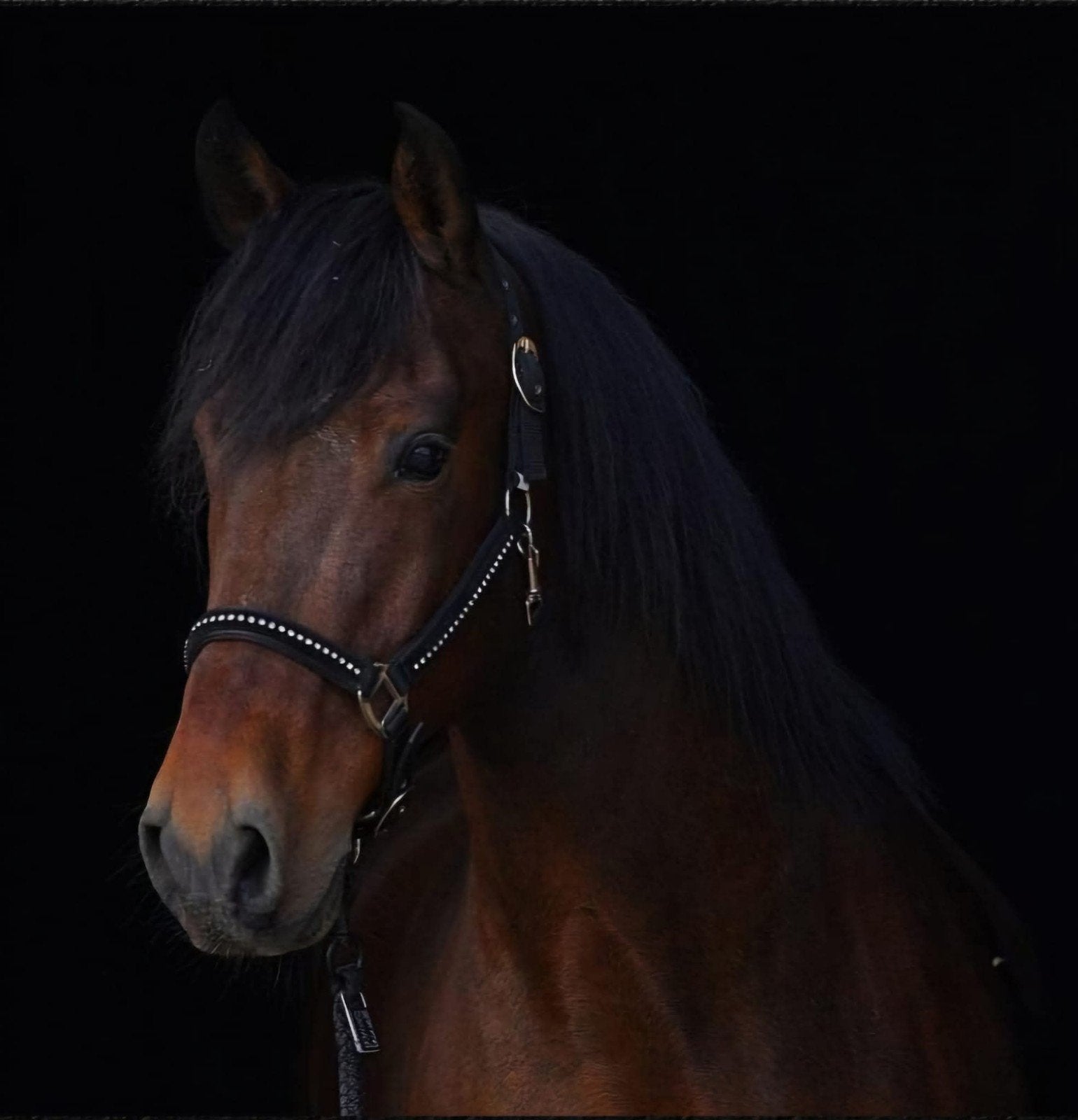 Knappe Spanjaard te koop, Ruin, 160 tot 165 cm