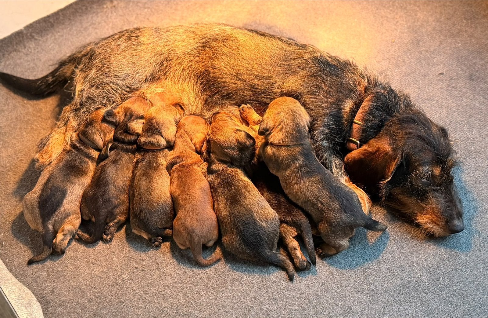 Ruwharige teckel pups black and tan, Reu, 8 tot 15 weken, Meerdere, CDV (hondenziekte)