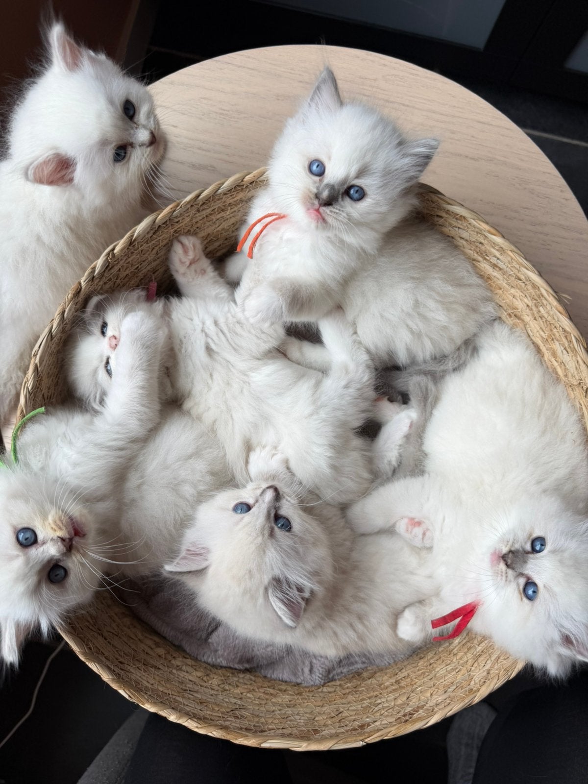 Schattige Ragdoll kittens met stamboom, Meerdere dieren, Langharig, 0 tot 2 jaar