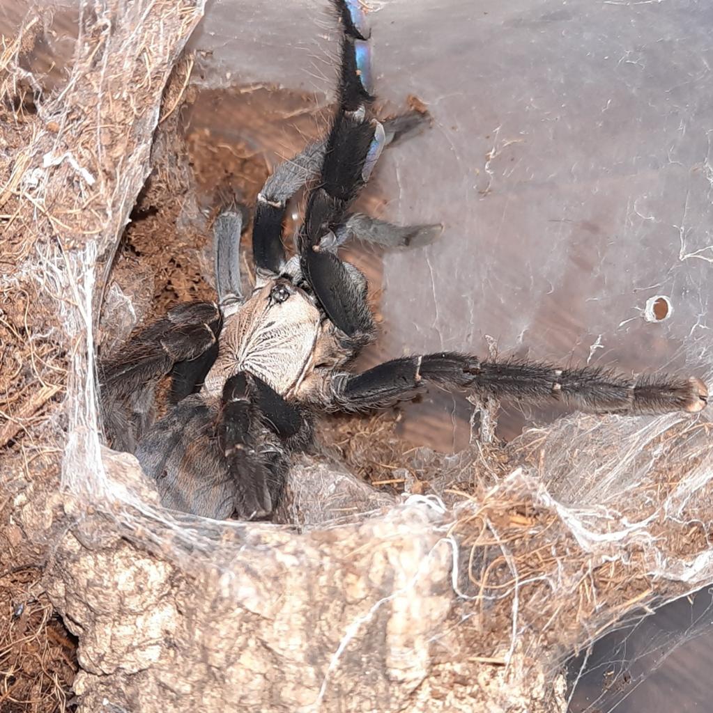 Phormingochilus hatihati vrouw (Purple Earth Tiger), Dieren en Toebehoren, Insecten en Spinnen, Spin of Schorpioen