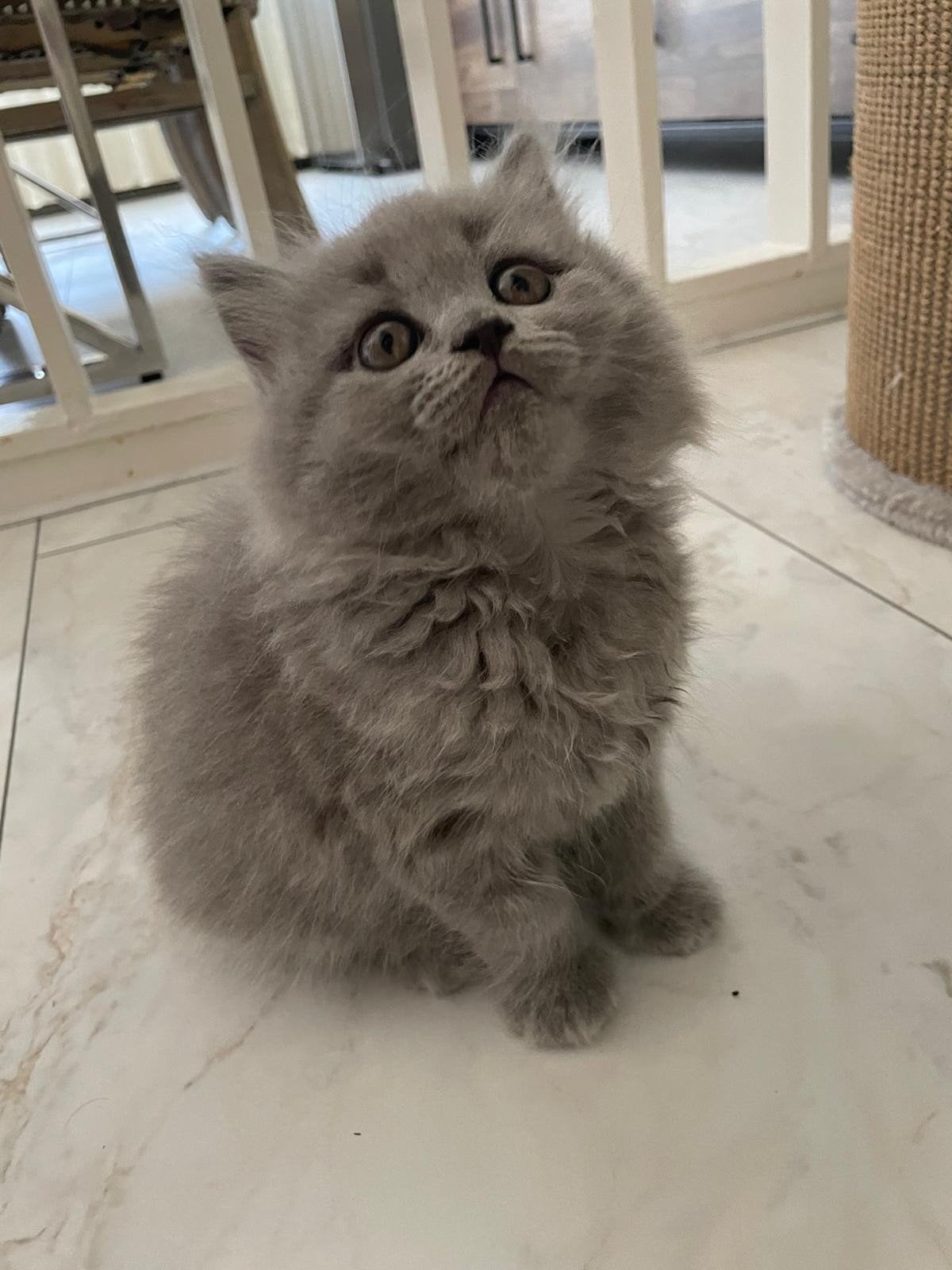 Prachtige Britse Korthaar kittens, Meerdere dieren, Ontwormd, 0 tot 2 jaar