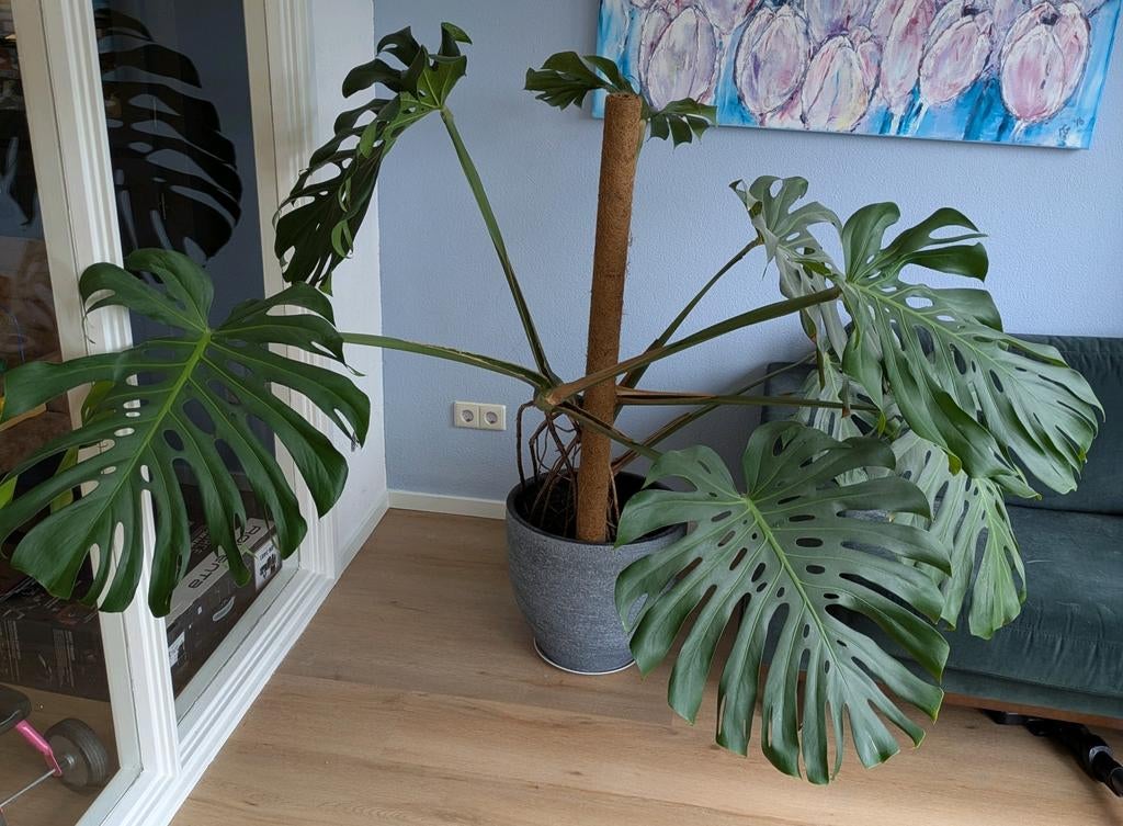 Grote Monstera Deliciosa - Gatenplant met mosstok, Ophalen, Overige soorten, In pot, 150 tot 200 cm