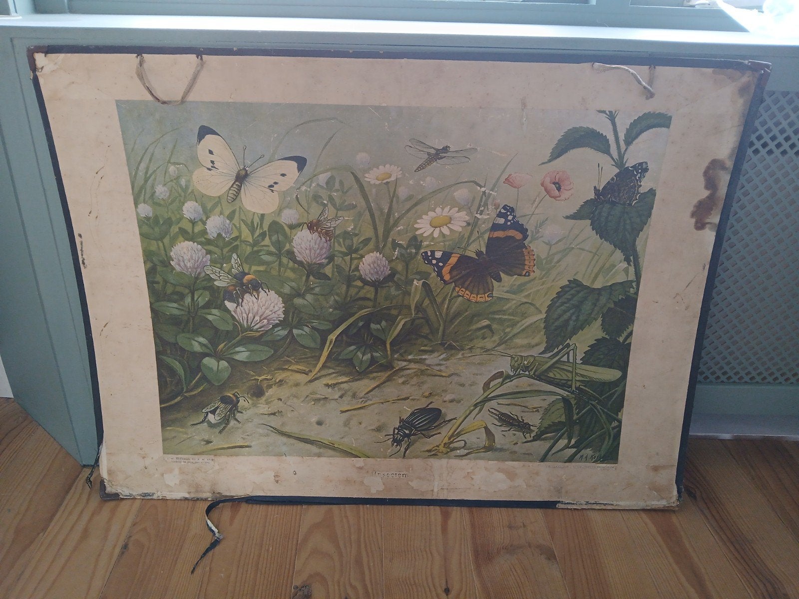 Vintage Schoolplaat: Insecten & Insecteneters (Dubbelzijdig), Antiek en Kunst, Ophalen, Natuur en Biologie