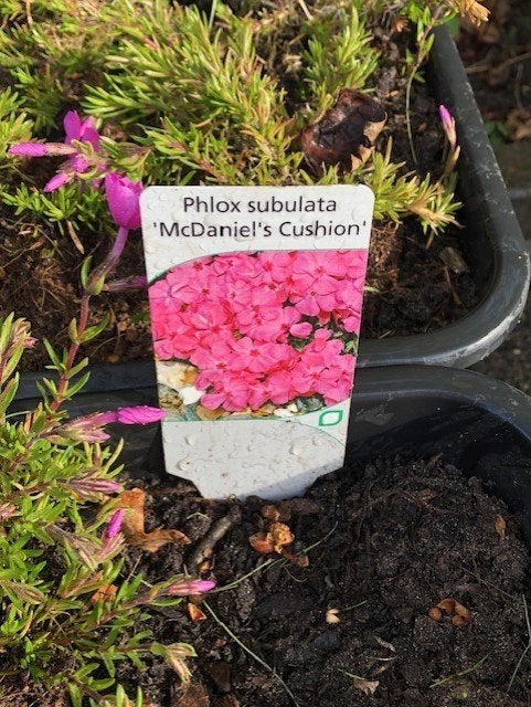 Phlox tuinplant , staat in de kuip , dus zo meenemen . prijs, Vaste plant, Halfschaduw, Zomer, Ophalen