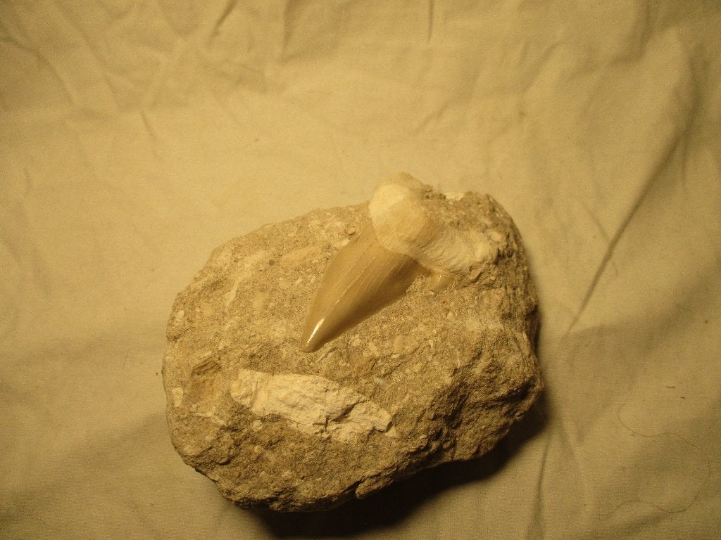 tand fossiel van haai, Ophalen of Verzenden, Fossiel