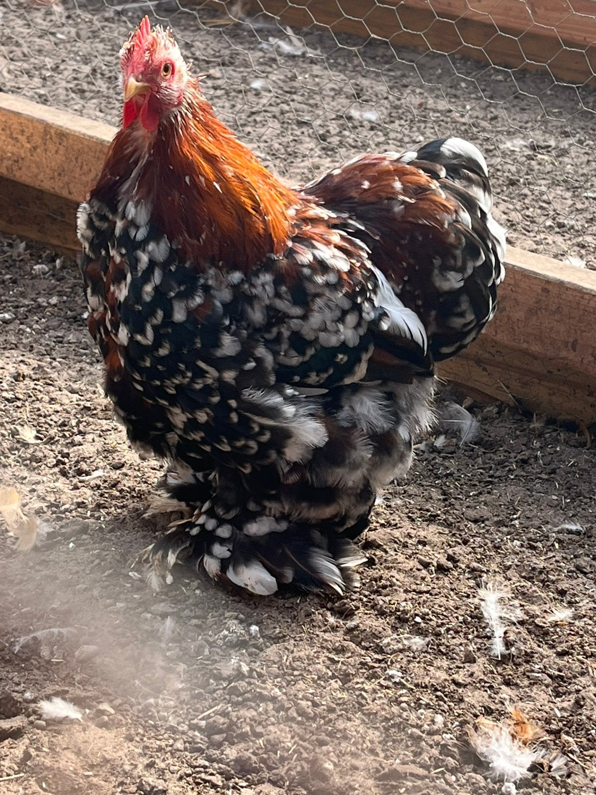 Cochin kriel haantje, Mannelijk, Kip