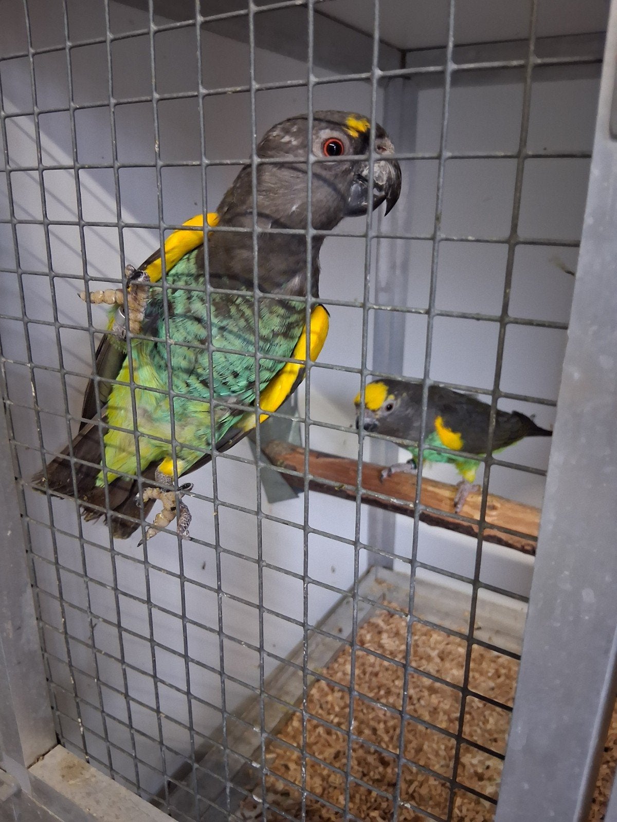 mooi koppel meyer papagaaien kweekkoppel, Dieren en Toebehoren, Meerdere dieren, Papegaai