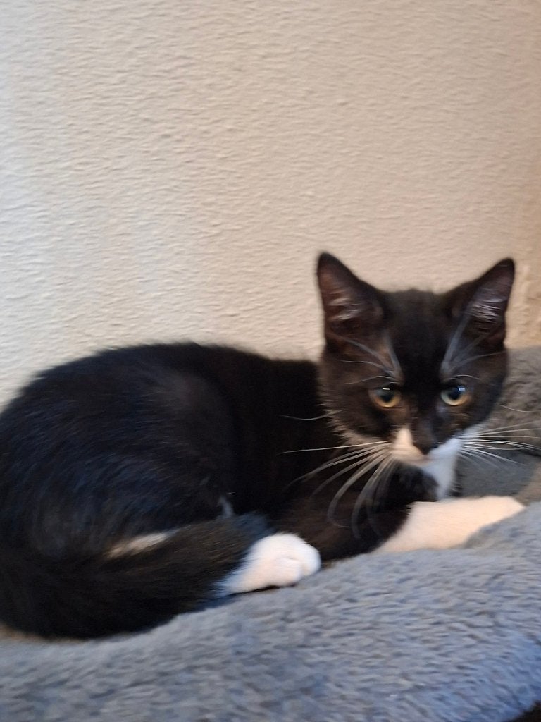 Lieve, sociale kittens zoeken een nieuw thuis, Dieren en Toebehoren, Katten en Kittens | Overige Katten, Kater, Kortharig, 0 tot 2 jaar