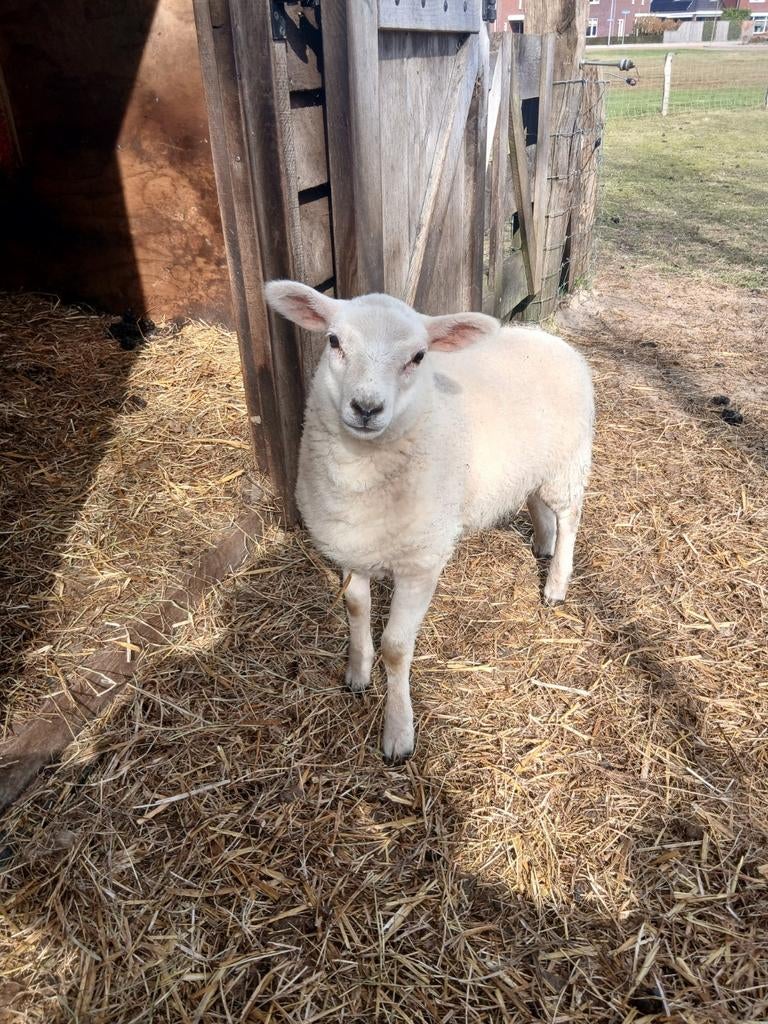 Ooilam, Dieren en Toebehoren, Vrouwelijk, Schaap