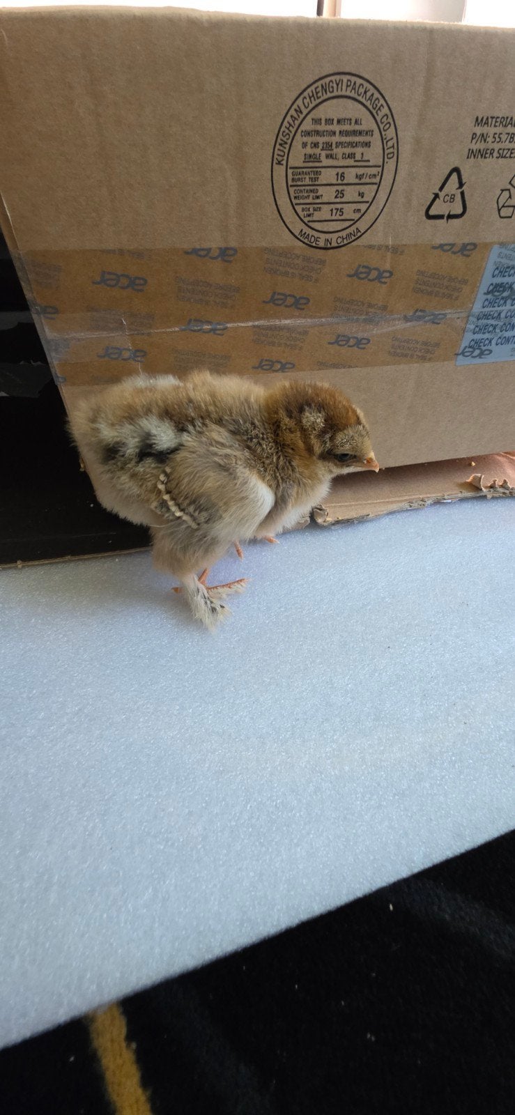 Brahma kippen kuiken, Dieren en Toebehoren, Pluimvee, Vrouwelijk, Kip