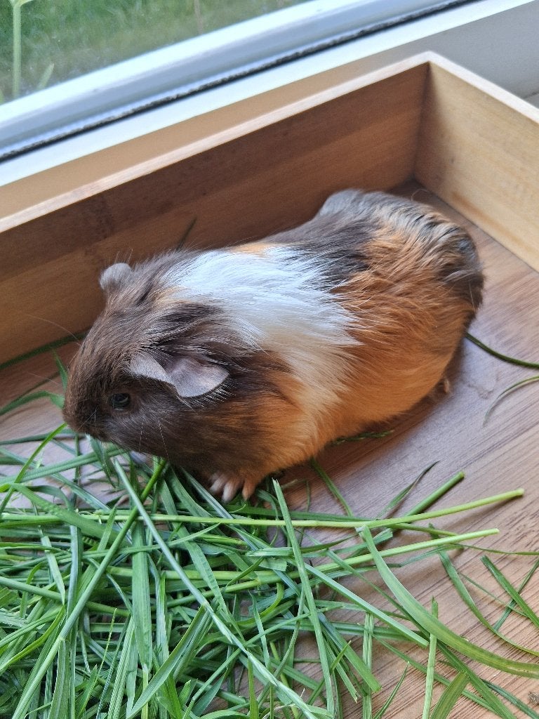 Super leuk cavia beertje, Dieren en Toebehoren, Cavia, Mannelijk, Mei, Tam