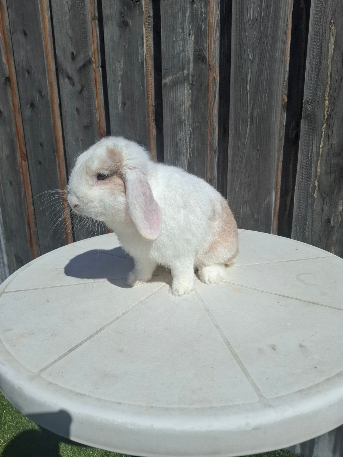 Ram beschikbaar voor dekking – Mini Lop kruising  dekram, Dieren en Toebehoren, Mannelijk, Dwerg, Hangoor, 0 tot 2 jaar
