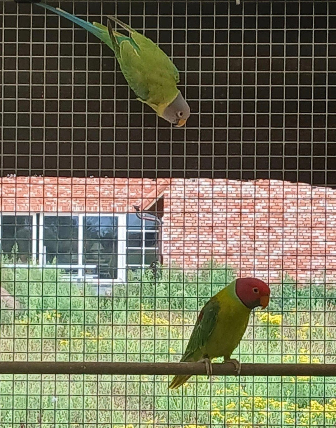 Koppel pruimkoppen parkieten, Dieren en Toebehoren, Vogels | Parkieten en Papegaaien, Meerdere dieren, Parkiet