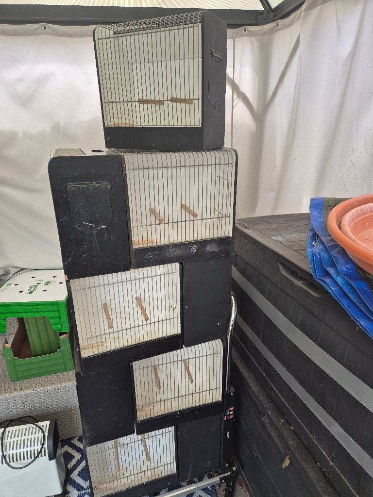 15 T T kooien te koop, Dieren en Toebehoren, Meerdere dieren, Kleurkanarie