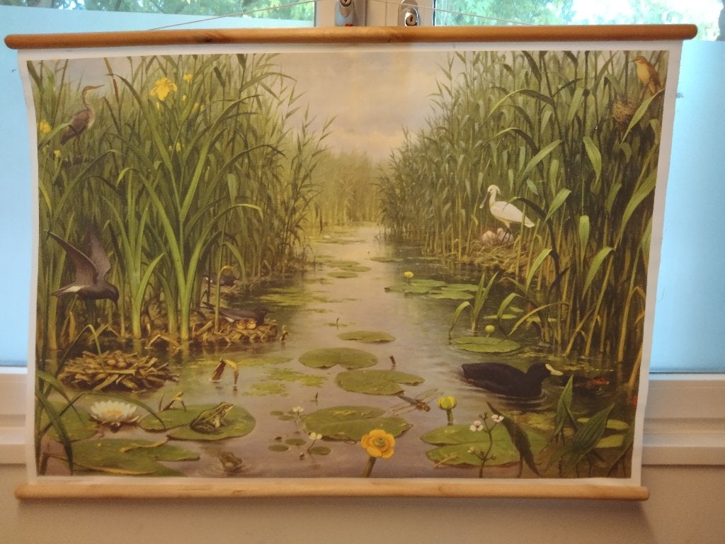 Schoolplaat Het Naardermeer, Ophalen of Verzenden, Natuur en Biologie