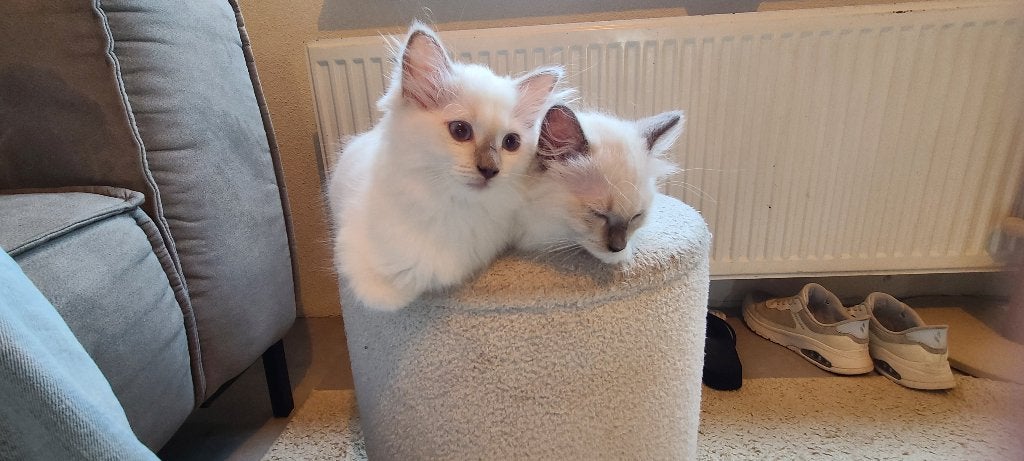 Ragdoll kitten Wijchen, Poes, Ontwormd, 0 tot 2 jaar