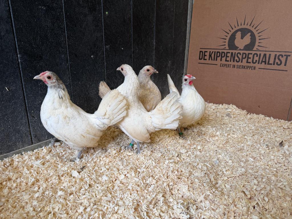 Jonge tamme Sebright room wit gezoomd gesekst en ingeënt, Dieren en Toebehoren, Pluimvee, Vrouwelijk, Kip