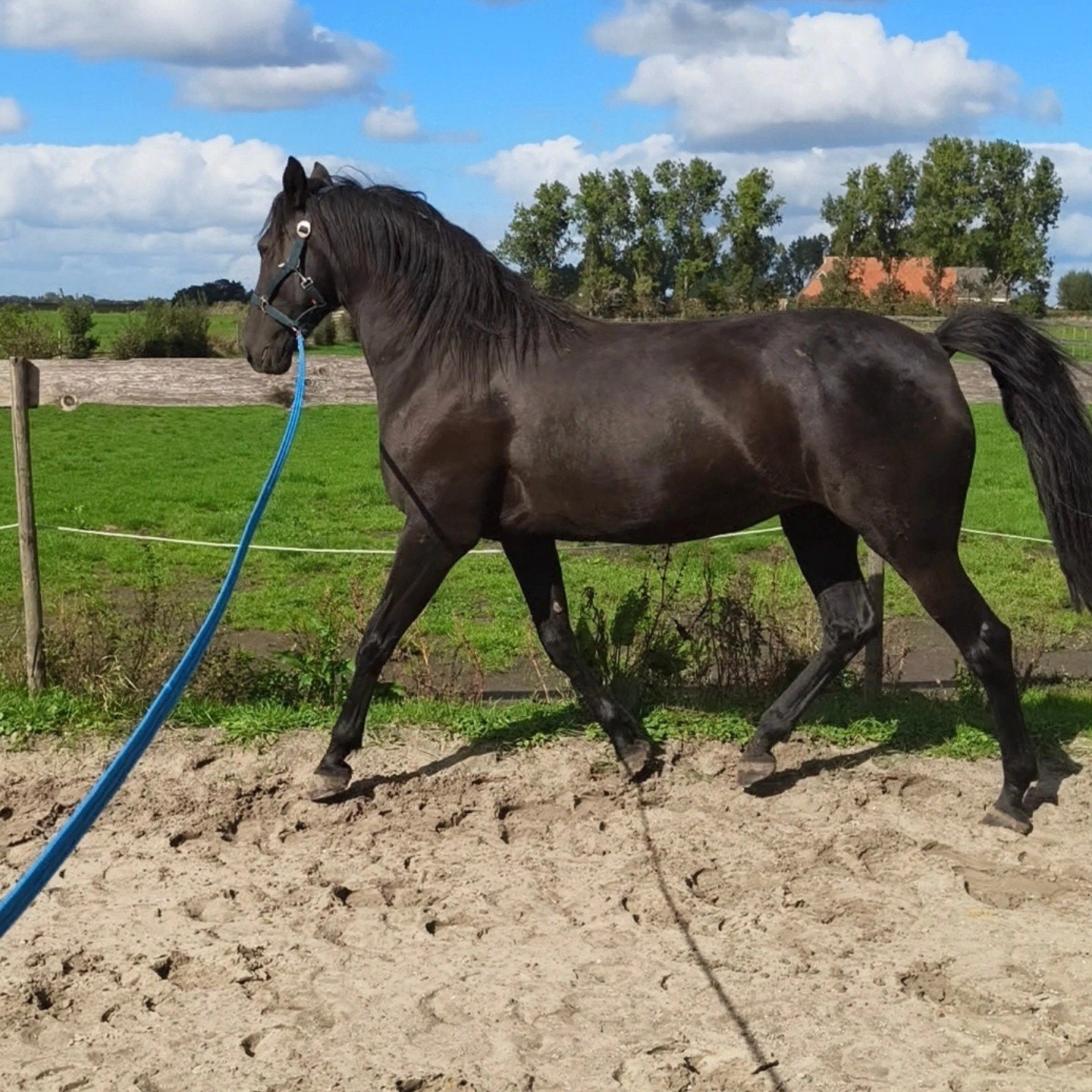 Leuke lieve recreatie merrie te koop, Dieren en Toebehoren, Minder dan 160 cm, B, 7 tot 10 jaar, Recreatiepaard