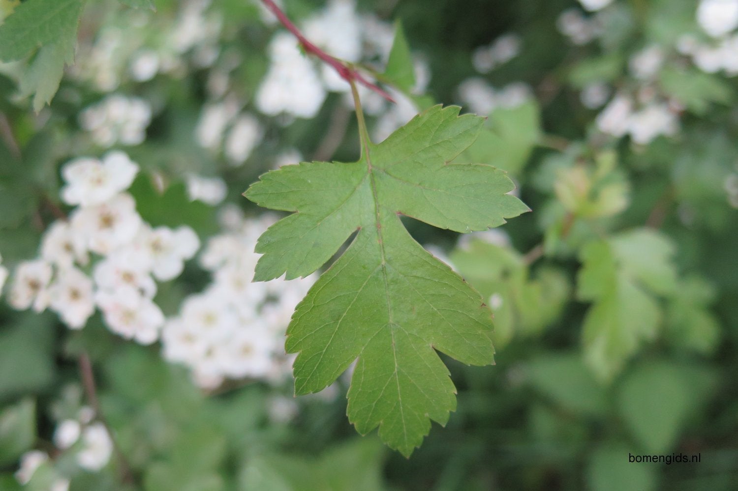 Meidoorn struik/boom gezocht, Tuin en Terras, Ophalen of Verzenden, Vaste plant, Overige soorten, Volle zon