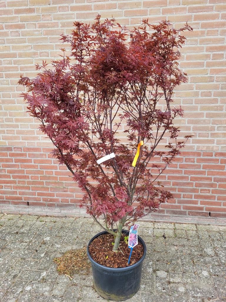 Mooie grote Japanse esdoorn, Ophalen of Verzenden, Overige soorten, Volle zon
