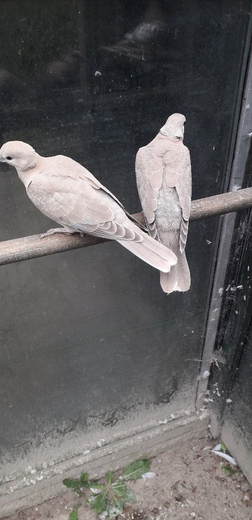 2Jonge Tortelduiven, Meerdere dieren, Tortelduif
