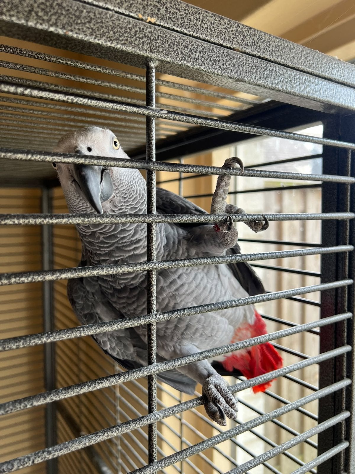 Grijze roodstaart papegaai, Dieren en Toebehoren, Papegaai, Pratend