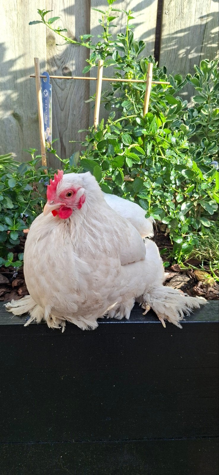 Cochin kriel kippen, Dieren en Toebehoren, Pluimvee, Vrouwelijk, Kip