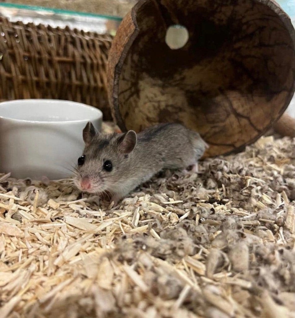 Chinese dwerghamsters man, Dieren en Toebehoren, Knaagdieren, Hamster, Maart, Mannelijk, Tam