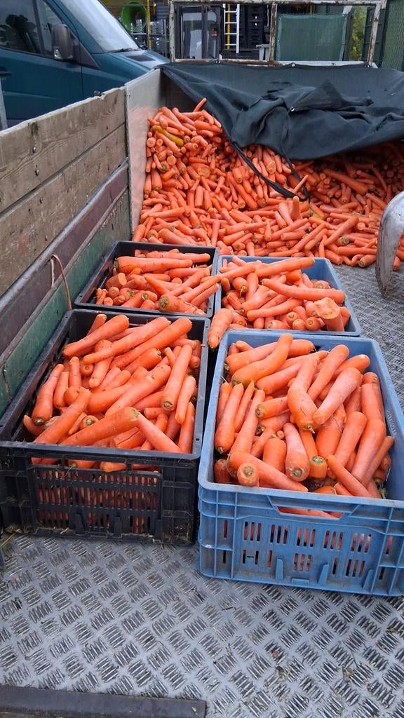 Wortels peen winterwortels Gewassen wortels, Dieren en Toebehoren, Dierenvoeding, Ophalen of Verzenden, Vee