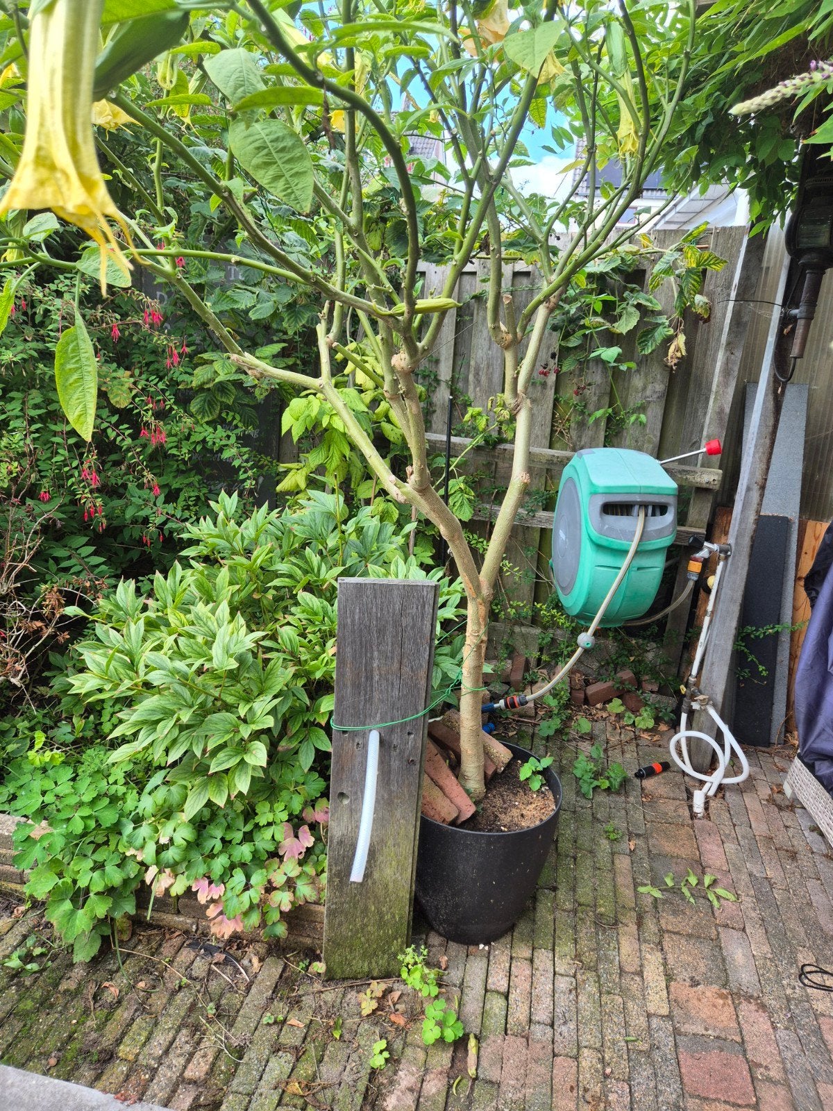 Grote Brugmansia (Engelentrompet) met gele bloemen, Volle zon, Vaste plant, Zomer, Ophalen