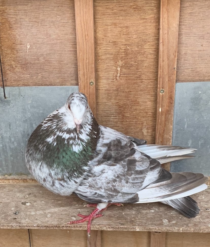 Duivin, Dieren en Toebehoren, Vrouwelijk, Kropper