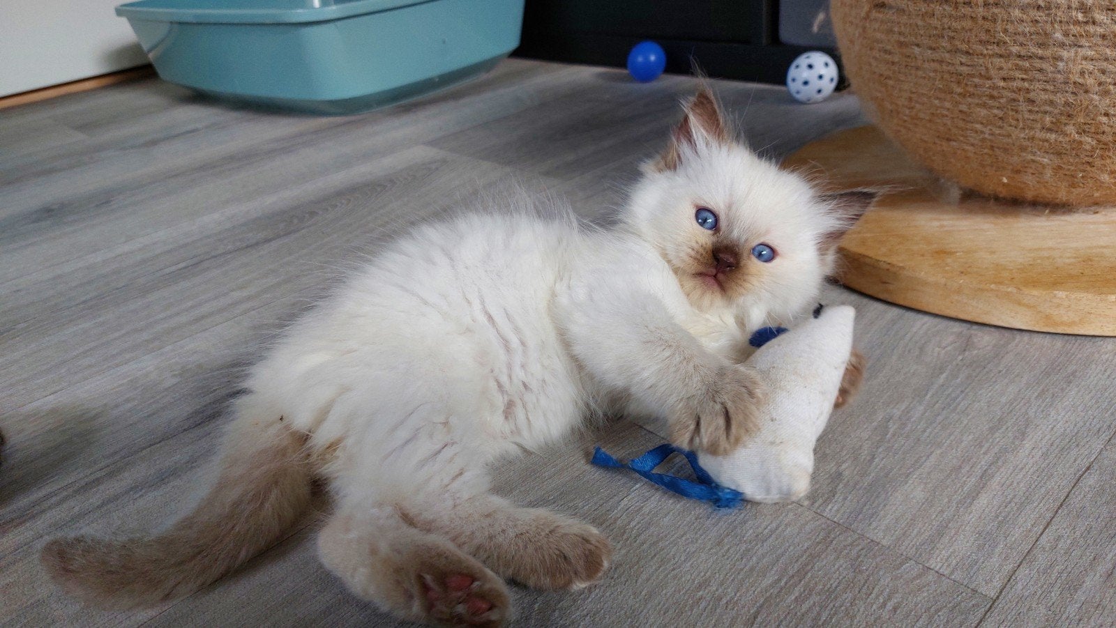 Ragdoll kittens met stamboom, Dieren en Toebehoren, Meerdere dieren, Met stamboom, 0 tot 2 jaar