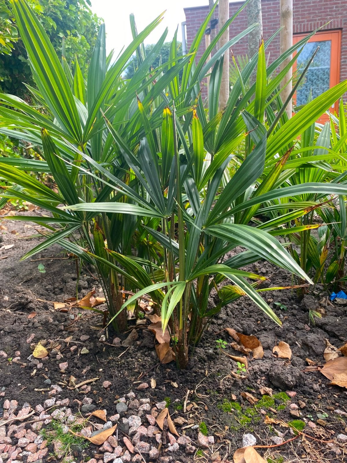 Stekken van Chinese waaierpalm (Trachycarpus, Vaste plant, Halfschaduw, Zomer, Ophalen