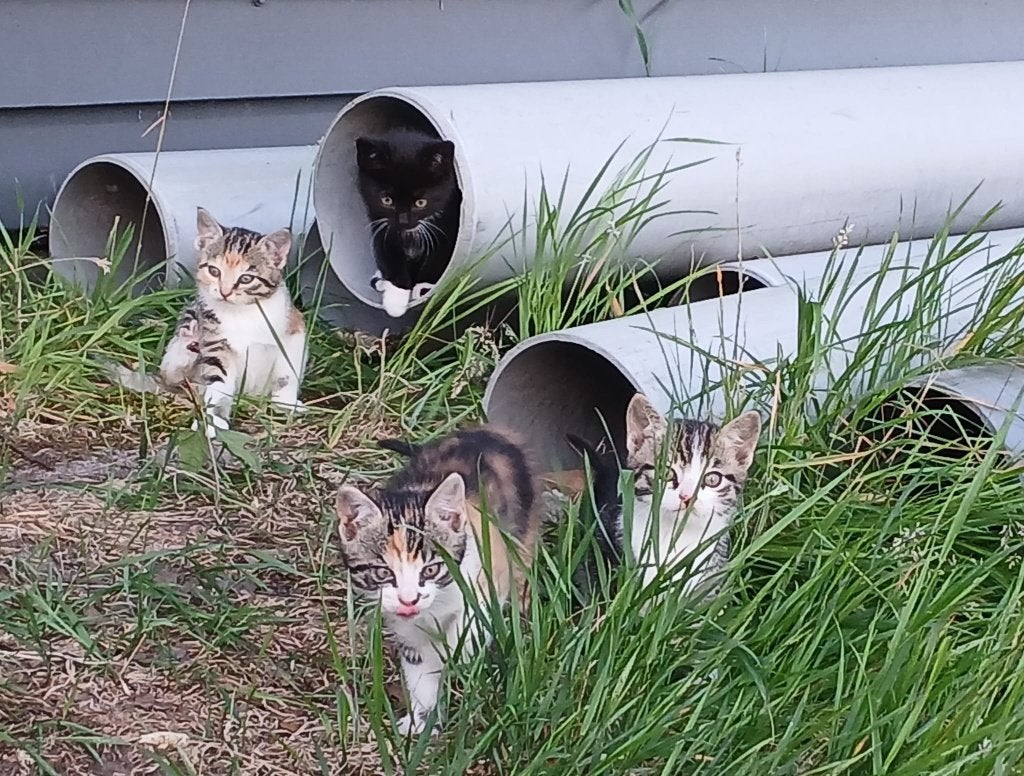 Veel lieve boerderij kittens 3,5 maand oud, Meerdere dieren, Ontwormd, 0 tot 2 jaar