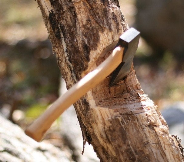 bomen vellen in ruil voor het hout, Ophalen, Volle zon, Overige soorten