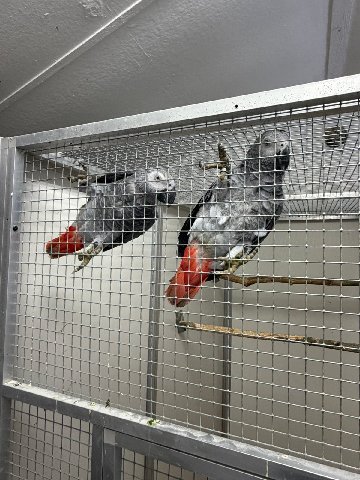 Koppel grijze roodstaarten, Dieren en Toebehoren, Vogels | Parkieten en Papegaaien, Meerdere dieren, Papegaai, Geringd